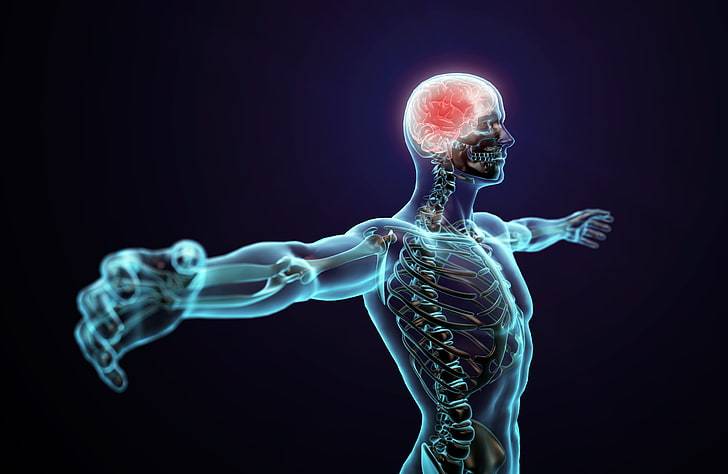 El cuerpo humano: CODIGO HUMANO